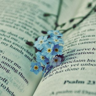 Resultado de imagen de nomeolvides, historia